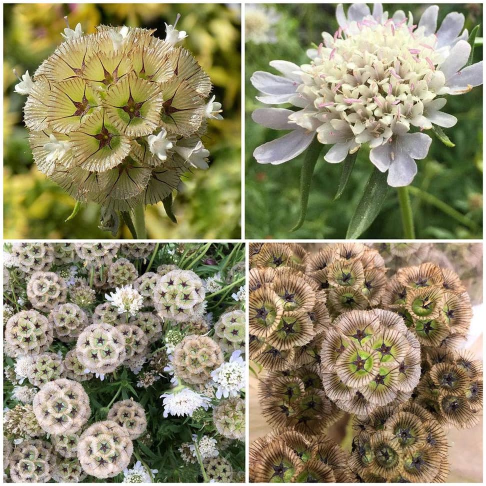 Scabiosa stellata- 30 Samen - Sternblume - Einjährige Blumen