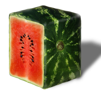 🍉💥seltene geometrische quadratische Wassermelonenkerne