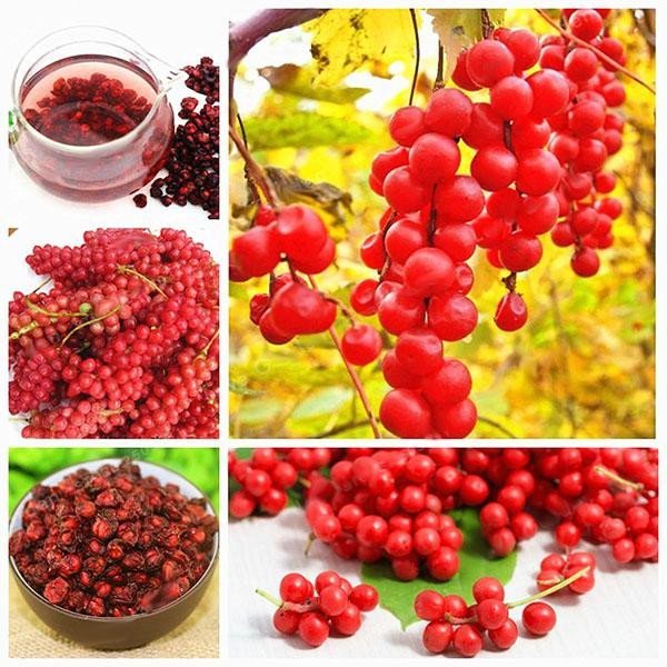 🍒Schisandra-Samen - Jetzt erhältlich! Frische Ernte für Ihren Garten! 🌿