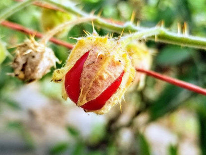 😋SAMEN DER LITCHI-TOMATE AKA MORELLE DE BALBIS (ZERTIFIZIERT BIOLOGISCH)