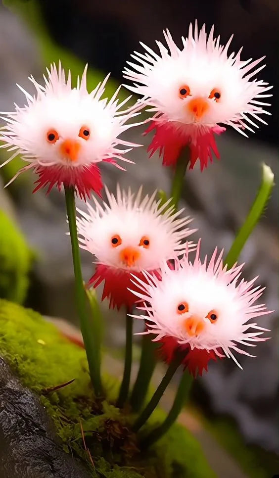 🌈Ganzjährig blühend!💗Red Collared Sea Urchin Flower