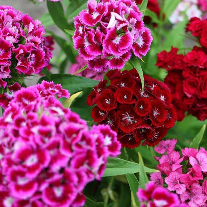 🌈 Das ganze Jahr über blüht es!-Dianthus Barbatus Blume Saatgut