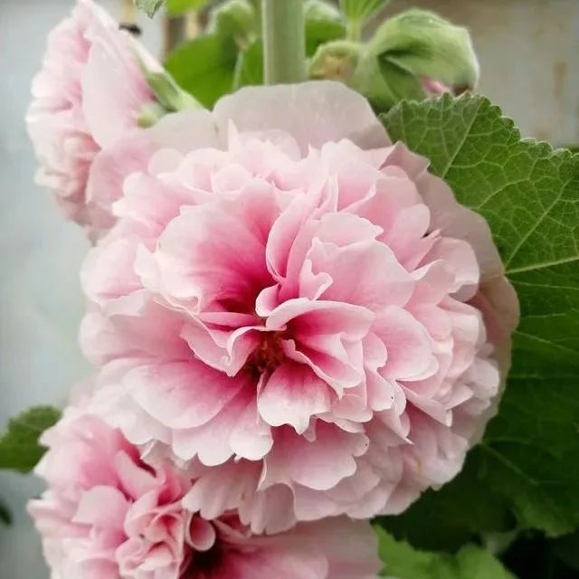 🔥Heißer Verkauf🔥Bunte Doppelte Hollyhock-Samen