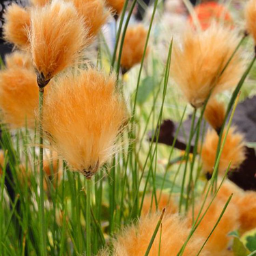 🔥Baumwollgras/Eriophorum russeolum Saatgut