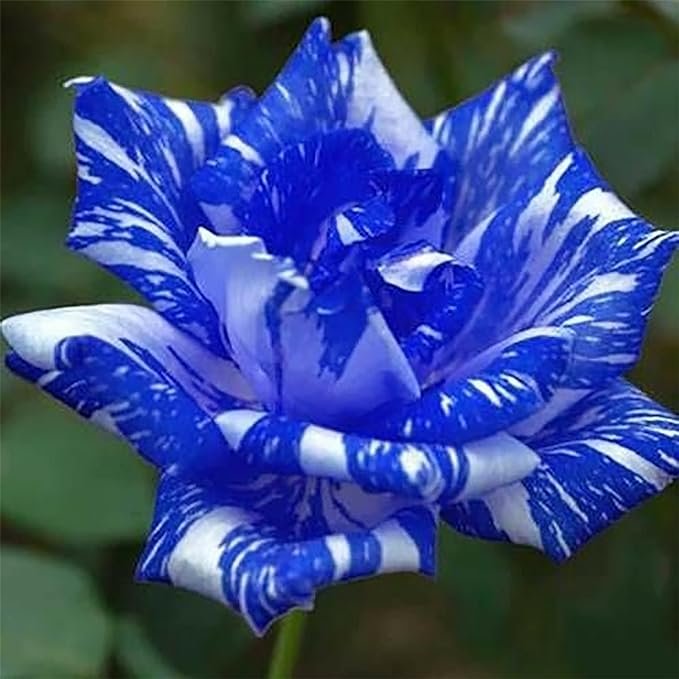 Blue Dragon Rose Samen-Perennial