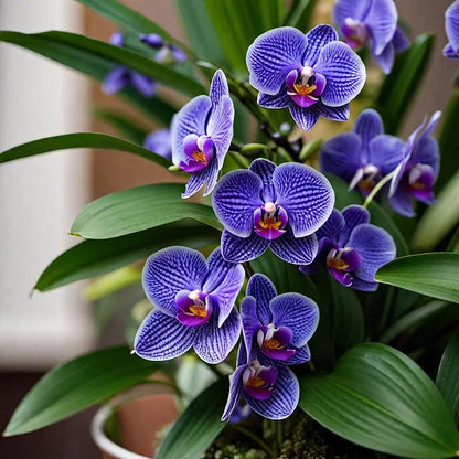 🔥 2024 Neuheiten🔥Vanda-Orchideen-Samen - Königliche Purpurmajestät