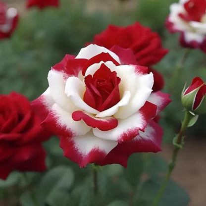 🌹 Seltene Zwillings-Rot-Weiße Rosenblumensamen