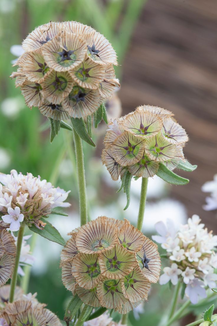 Scabiosa stellata- 30 Samen - Sternblume - Einjährige Blumen