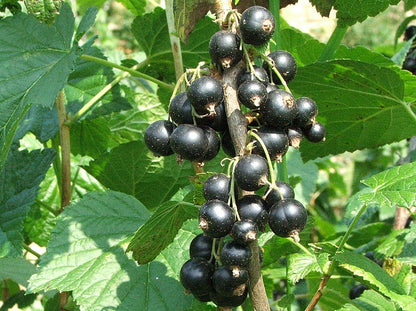 💥SCHWARZE JOHANNISBEERE (RIBES NIGRUM)🎉