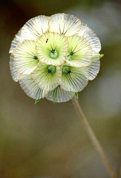 Scabiosa stellata- 30 Samen - Sternblume - Einjährige Blumen