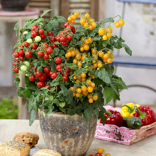 Gemischte rote/gelbe Bonsai-Kirschtomatensamen