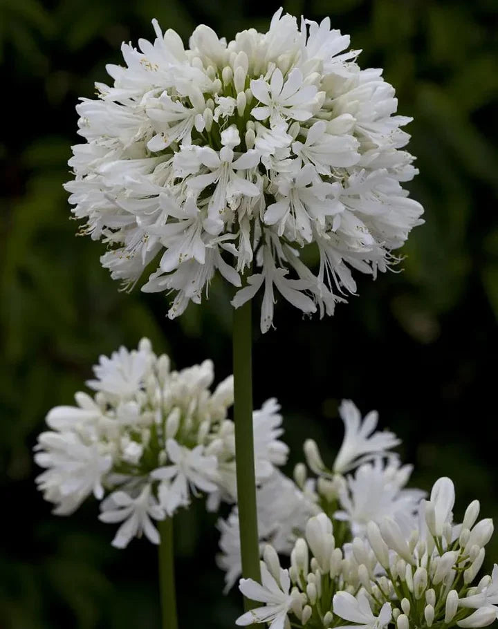 🔥Heißer Verkauf🎁Agapanthus africanus