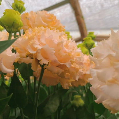 Bezaubernder Duft! 🌈 Gemischte Lisianthus-Samengruppe