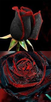 Schwarze Rose Blumensamen