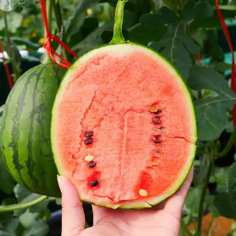 Süß und saftig 💦Rote Jade-Wassermelone🍉🍉