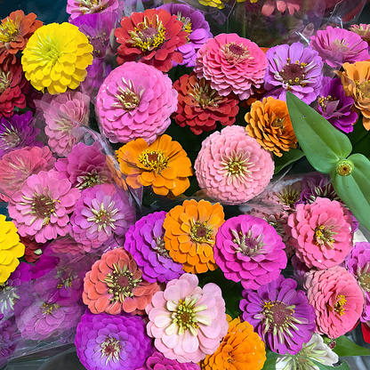 😍😍Mehrfarbige Zinnien