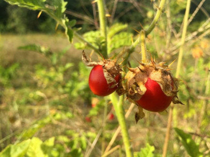 😋SAMEN DER LITCHI-TOMATE AKA MORELLE DE BALBIS (ZERTIFIZIERT BIOLOGISCH)