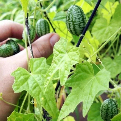 SELTENER DAUMENWASSERMELONENSAMEN🥰