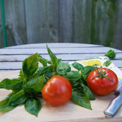 🍅🍅GARTENSCHATZ-TOMATEN