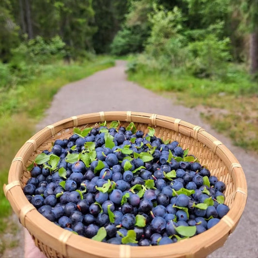 💥RIESIGE BLAUBEERFRUCHTSAMEN😋