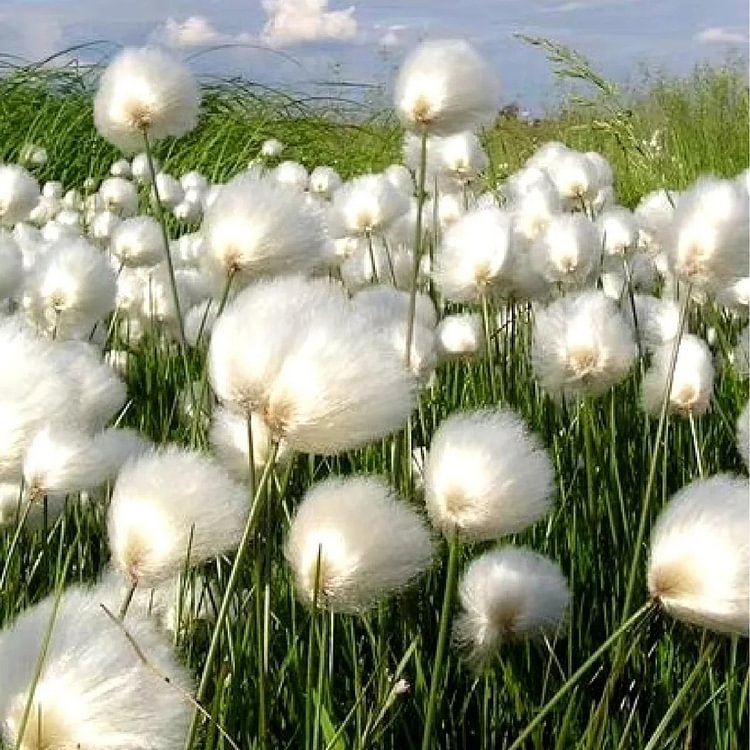 🔥Baumwollgras/Eriophorum russeolum Saatgut