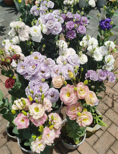 🌼LETZTER TAG DES VERKAUFS - 50 % RABATT - Bezaubernder Duft! 🌈 Gemischte Lisianthus-Samen-Gruppe.