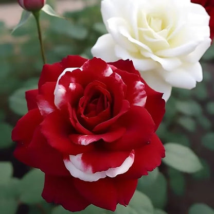 🌹 Seltene Zwillings-Rot-Weiße Rosenblumensamen