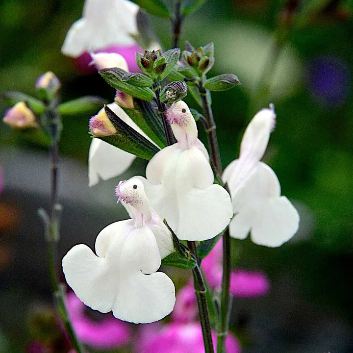 💕Neujahrs-Sonderangebot 🎁Salvia microphylla 'Hot Lips'