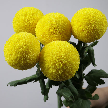 Bunte Tischtennischrysanthemensamen