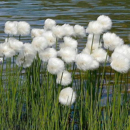 🔥Baumwollgras/Eriophorum russeolum Saatgut