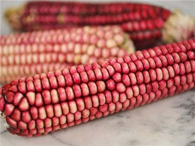 🌽🌽Essbarer rosafarbener Mais