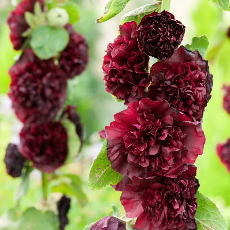 🔥Heißer Verkauf🔥Bunte Doppelte Hollyhock-Samen