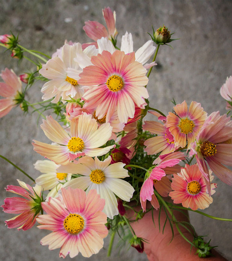 Cosmos Apricot Lemonade (Samen)