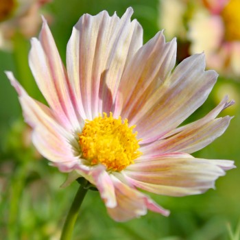 Cosmos Apricot Lemonade (Samen)