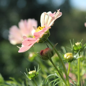 Cosmos Apricot Lemonade (Samen)