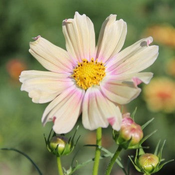 Cosmos Apricot Lemonade (Samen)