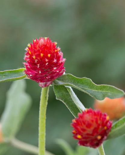 Tausend-Sonnen-Amaranth (Gomphrena haageana 'Strawberry Fields