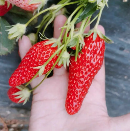 Supersüße Erdbeersamen in Chili-Form🍓