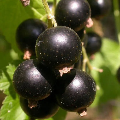 💥SCHWARZE JOHANNISBEERE (RIBES NIGRUM)🎉