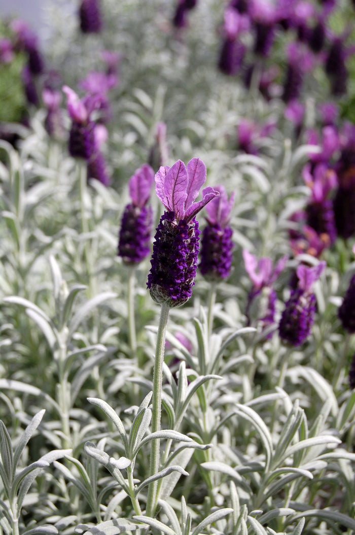 Lavendel Silver Boise Purple