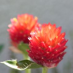 Tausend-Sonnen-Amaranth (Gomphrena haageana 'Strawberry Fields