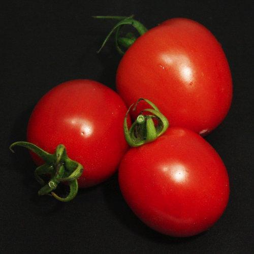 💥GARDEN GEM TOMATOES🥰