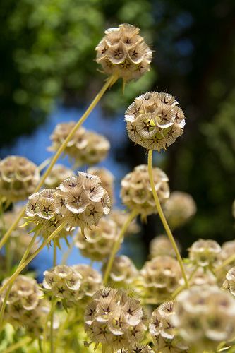 Scabiosa stellata- 30 Samen - Sternblume - Einjährige Blumen