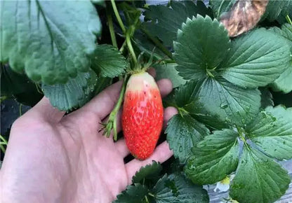 Supersüße Erdbeersamen in Chili-Form🍓