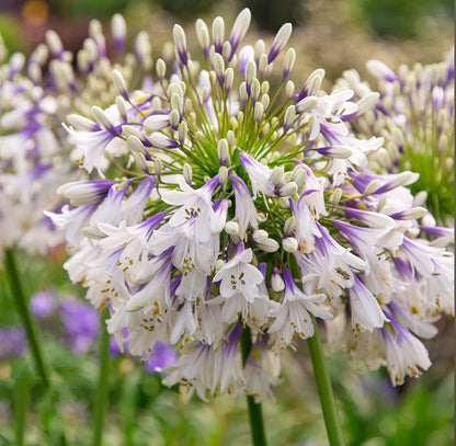 🔥Heißer Verkauf🎁Agapanthus africanus