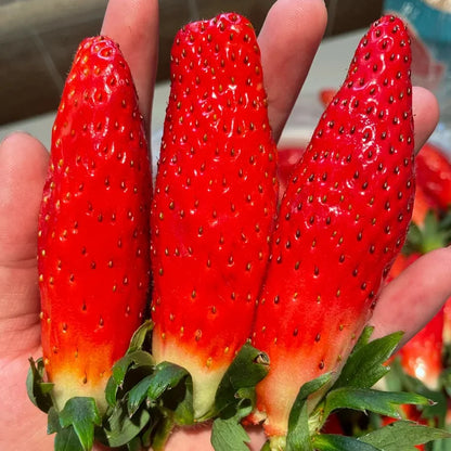 Supersüße Erdbeersamen in Chili-Form🍓