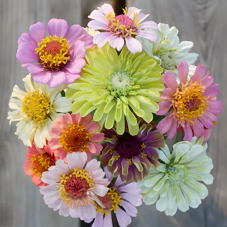 😍😍Mehrfarbige Zinnien