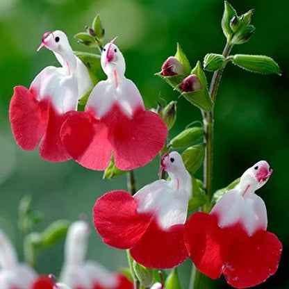 💕Neujahrs-Sonderangebot 🎁Salvia microphylla 'Hot Lips'