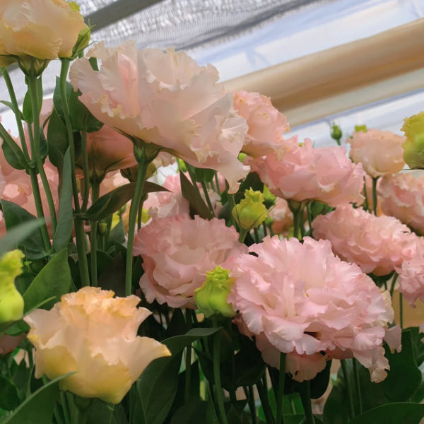 Bezaubernder Duft! 🌈 Gemischte Lisianthus-Samengruppe