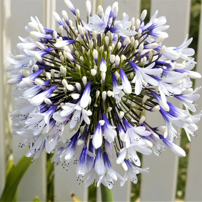 🔥Heißer Verkauf🎁Agapanthus africanus